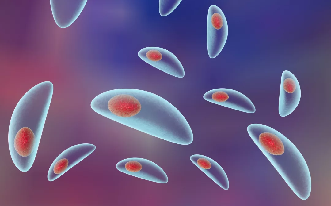 Mieux comprendre la sérologie toxoplasmose