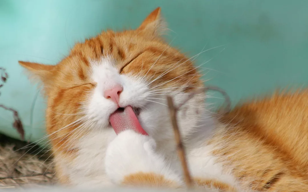 Toxoplasmose: Risques et précautions