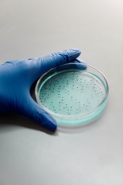 Intestin perméable : que sait réellement la science ? Intestin perméable : que sait réellement la science ? – consultation nutritionniste